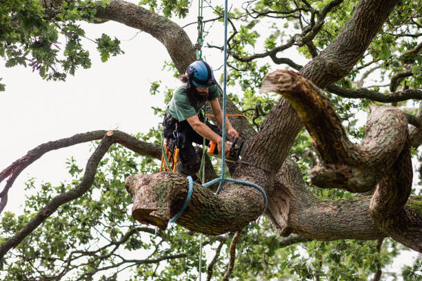 Reliable Toledo, IL Tree Services Solutions