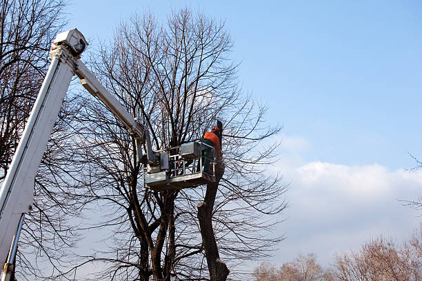 How Our Tree Care Process Works  in  Toledo, IL